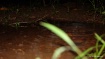 Rain water....