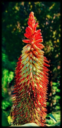 Red and Yellow bloom
