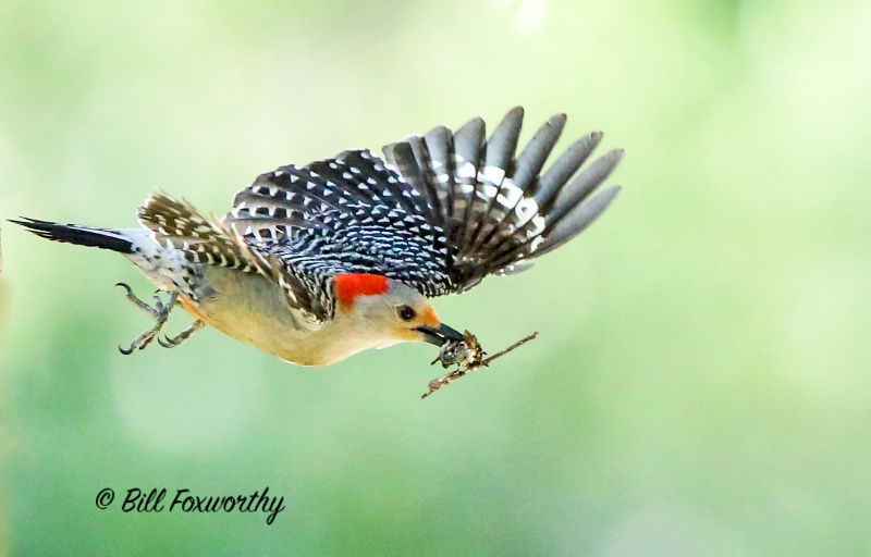 Red Bellied Woodpecker in Flight