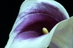 Calla Profile