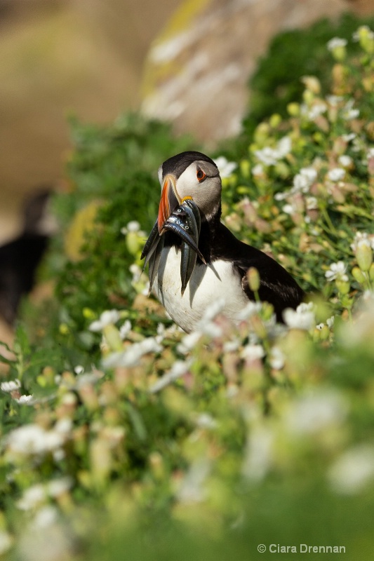 Salted Island Puffin