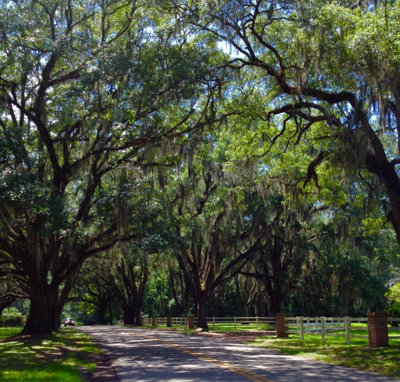 Mossy Ole Oaks!