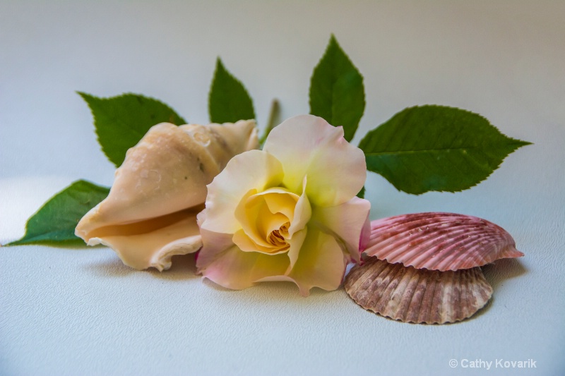 Rose and Shells