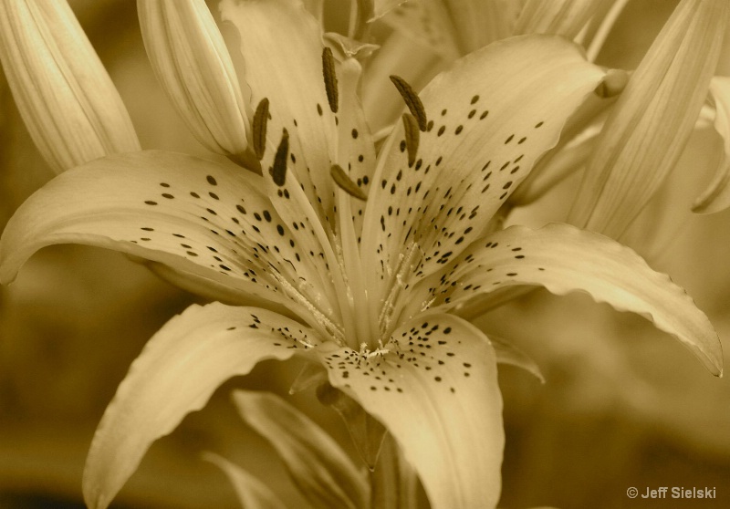 Flower- Antique Look!! Sepia Tone 