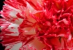 Bloody Carnation