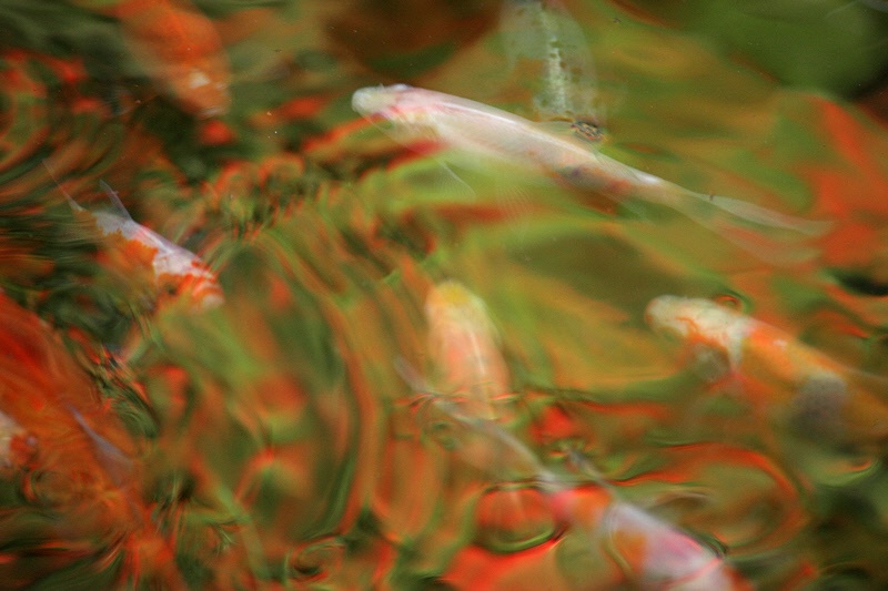 Pond fishes and rowan fruits reflections