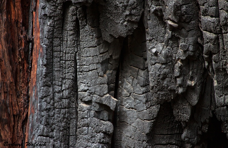 Burned bark