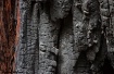 Burned bark