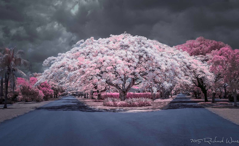 Royal Poinciana in Infrared