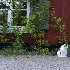 2Sodermalm Cat - ID: 14924394 © Ilir Dugolli