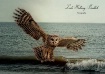 Flying at the Bea...
