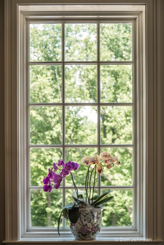 Flowers in Window 3-0 f lr 5-30-15 j027