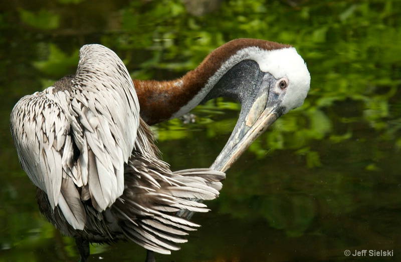 Time For Preening!!   Pelican 