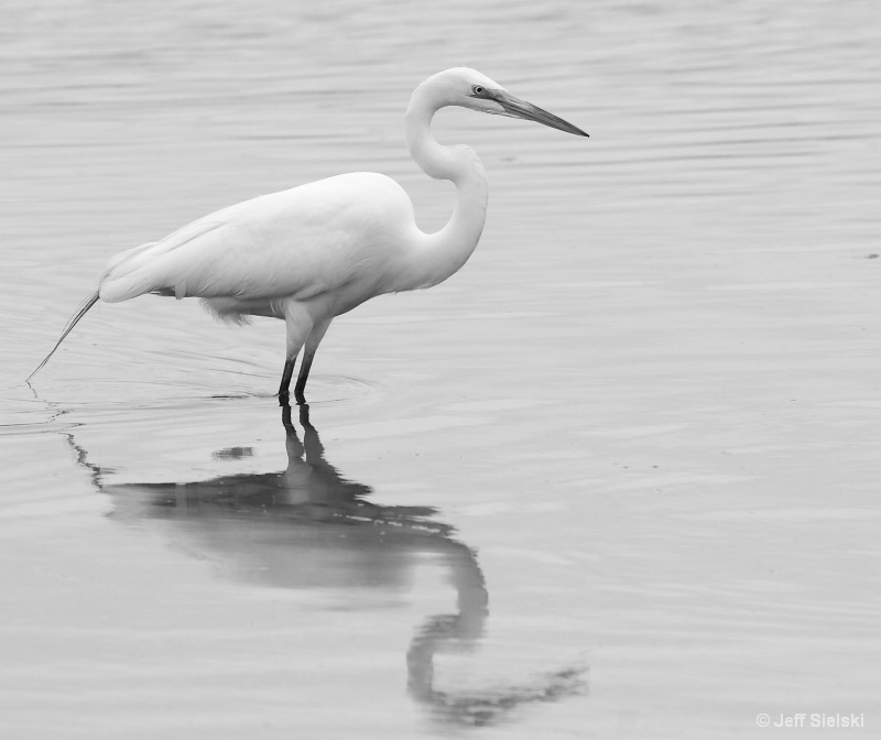 Wading In The Water!!  B&W Great Egret 