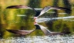 Skimmer Skimming