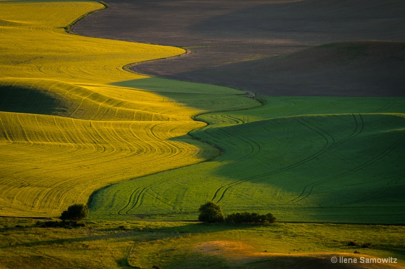 Curves of the Palouse