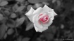 CUTE ROSE