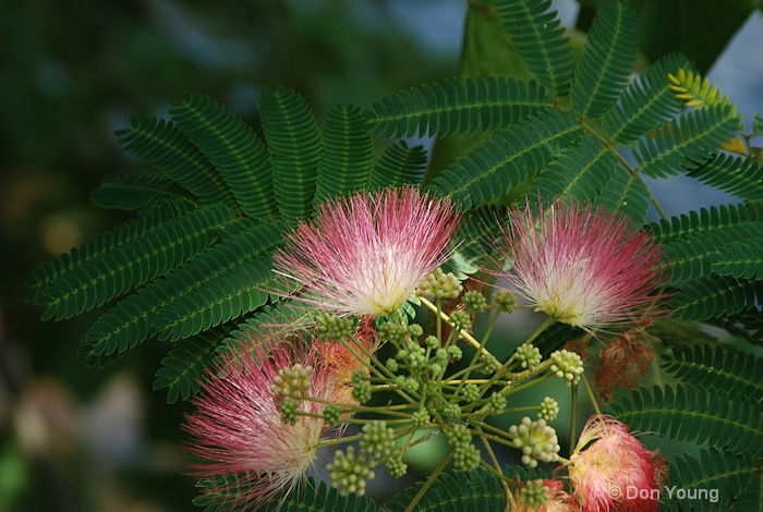 Mimosa Bloom