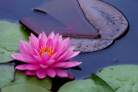 Pretty Pink Lilly