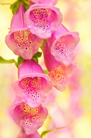 Foxglove