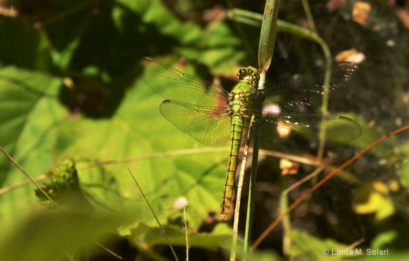 Snaketail Dragonfly