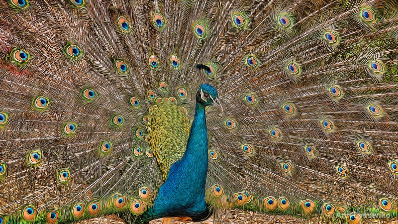 Peacock Eyes