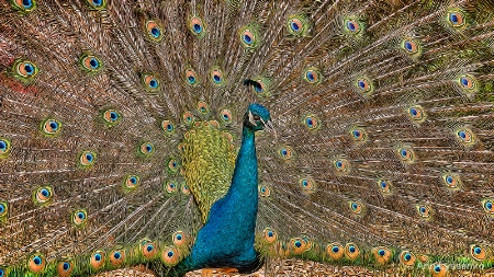 Peacock Eyes