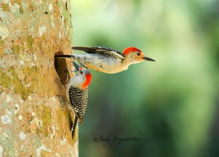 Red-bellied Woodpecker Parents