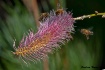 Pink poker feedin...