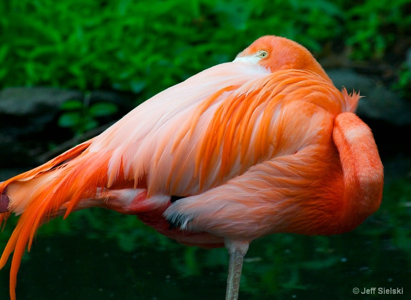 Relaxing At The Pond!!  Flamingo 