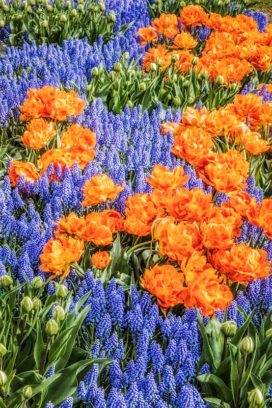 Tulips & Hyacinths