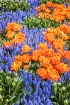 Tulips & Hyacinth...