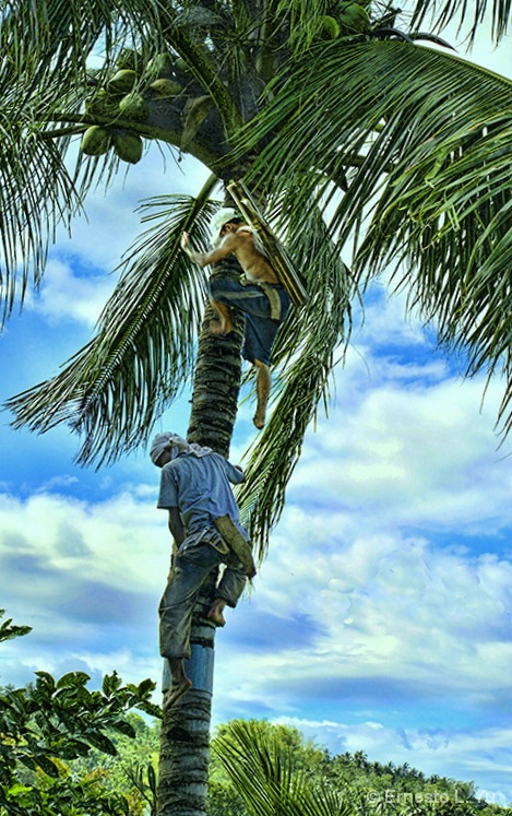 Coconut Pilots