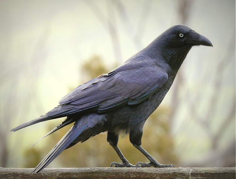 Tasmanian Forest Raven