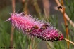 Pink poker feedin...