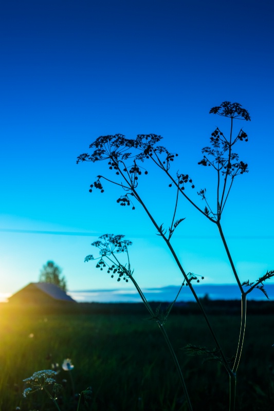 Cow Parsley Silhouette