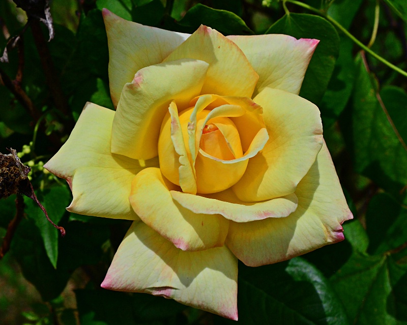 ----------"My Yellow Rose"----------