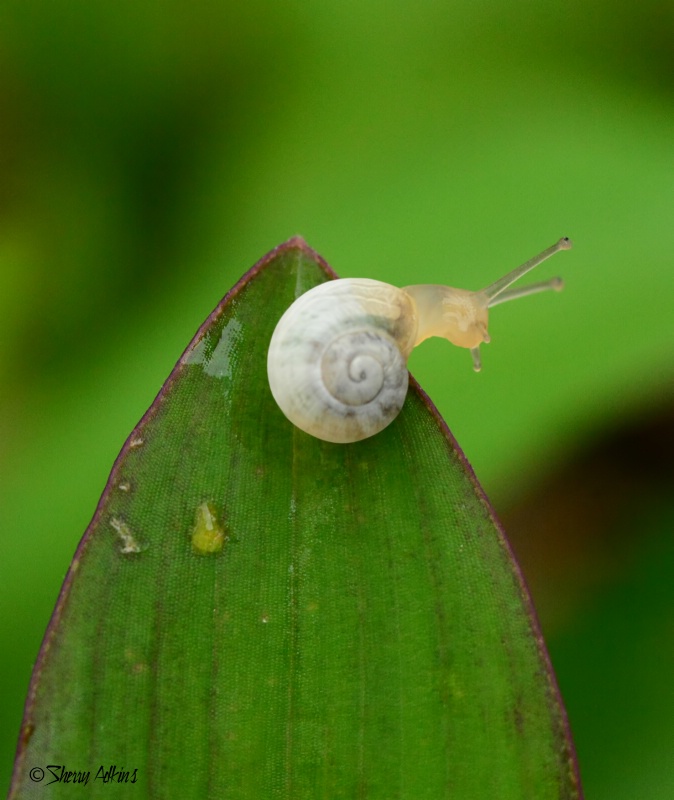 Tiny Snail - ID: 14926876 © Sherry Karr Adkins