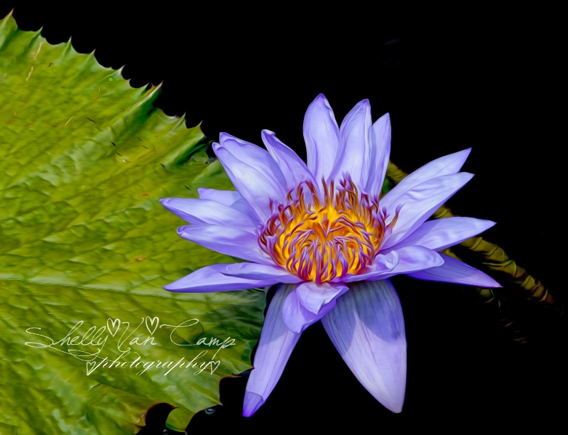 Pond Flower