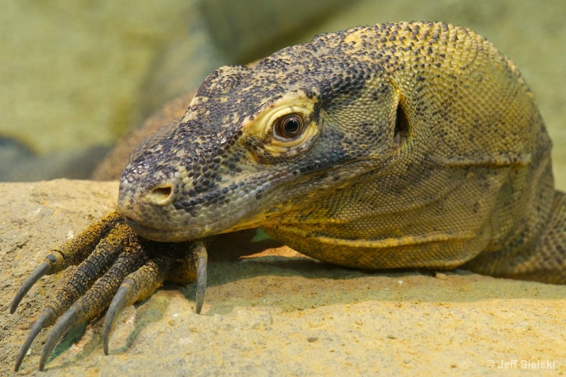 I Am Prehistoric!!  Komodo Dragon