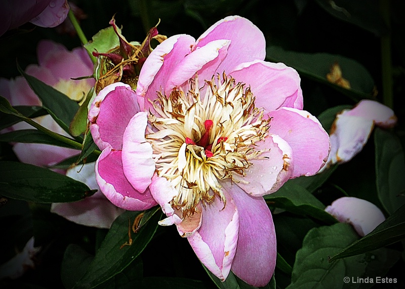 Petals of Pink - ID: 14927170 © Linda Estes