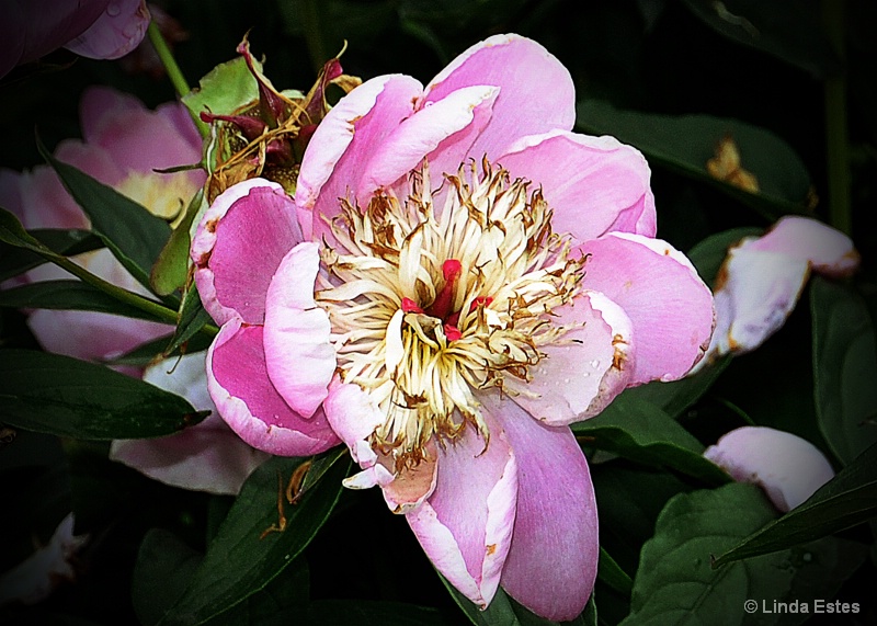 Petals of Pink