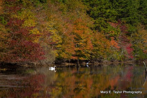 fall in cape cod - ID: 14927199 © Mary E. Taylor