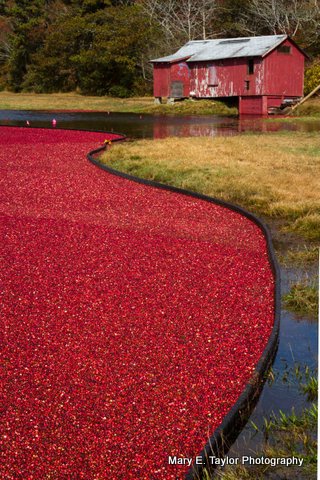 harvest at the cranberry bog i - ID: 14927200 © Mary E. Taylor