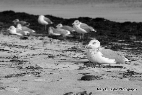 seagulls at sunset beach - ID: 14927210 © Mary E. Taylor
