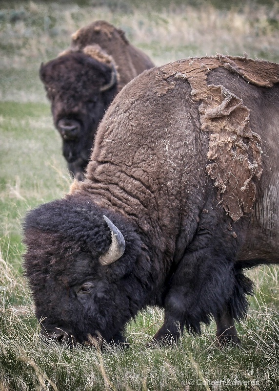 Bison Coat