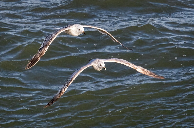 Seagull Symmetry   