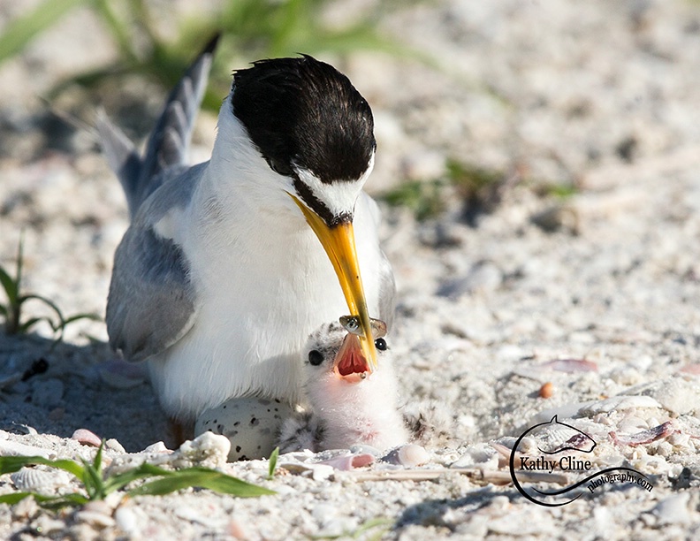 Least Tern Egg and Chick