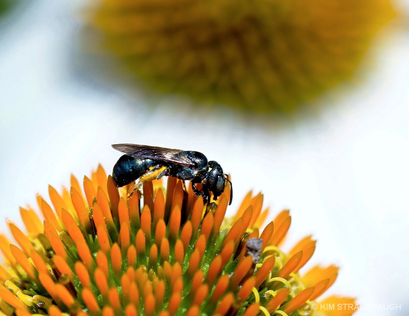 Bee Atop the Cones