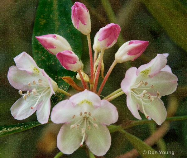 Rhododendron